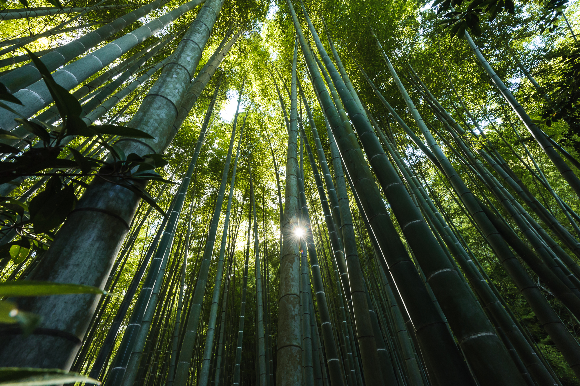 竹と光条の物語