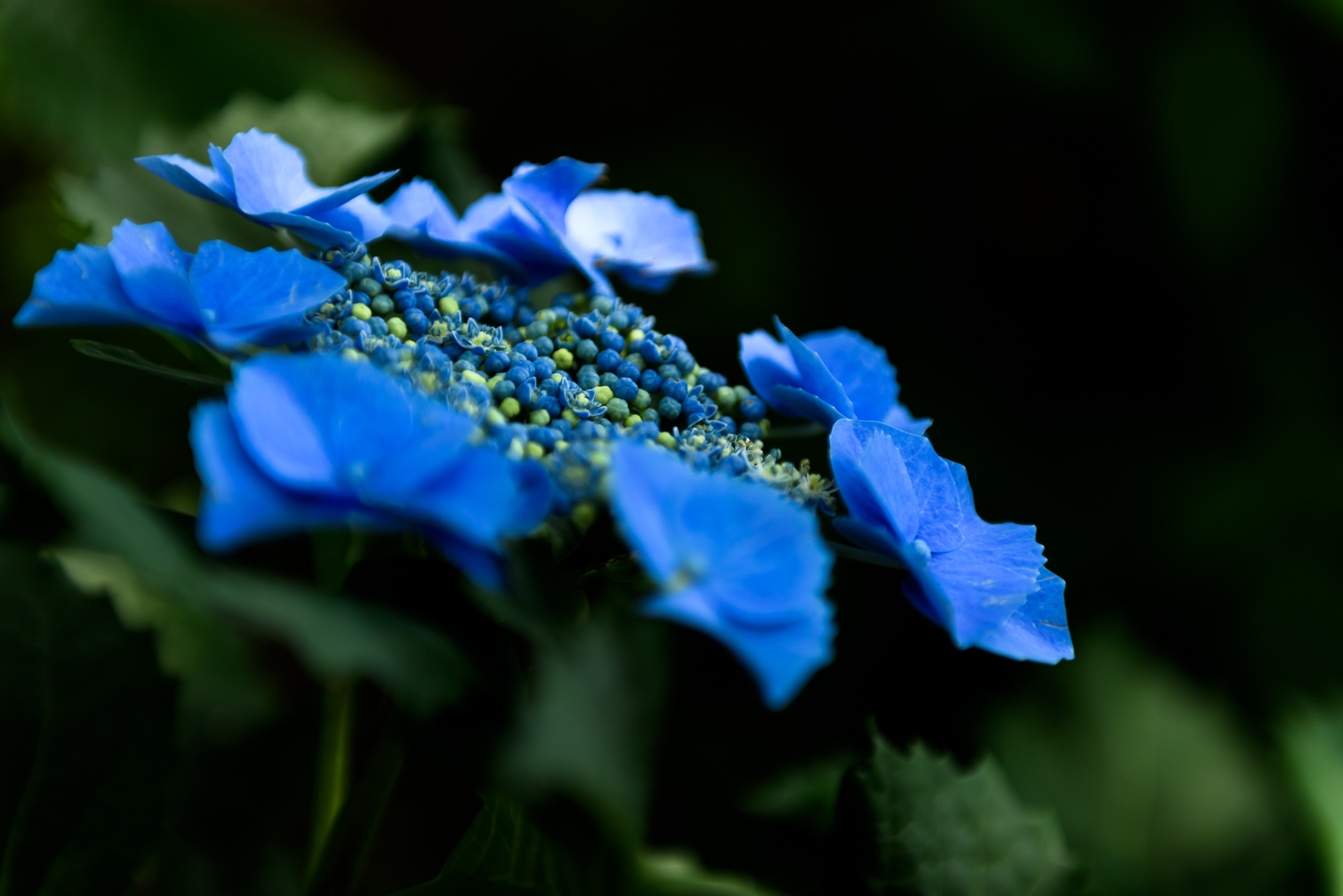 真花